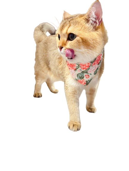 Comfortable New Fashion Cat Bandana In Floral Design-Orange Rose