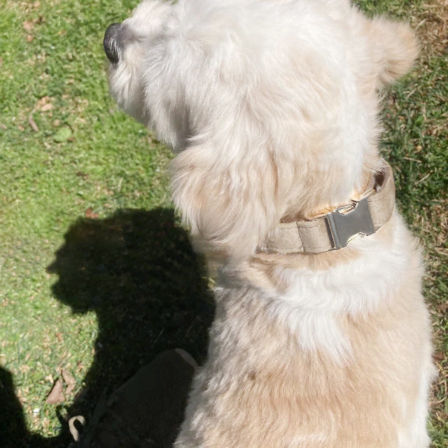 Personalized Comfort & Style – Velvet Pet Collar with Custom Engraving