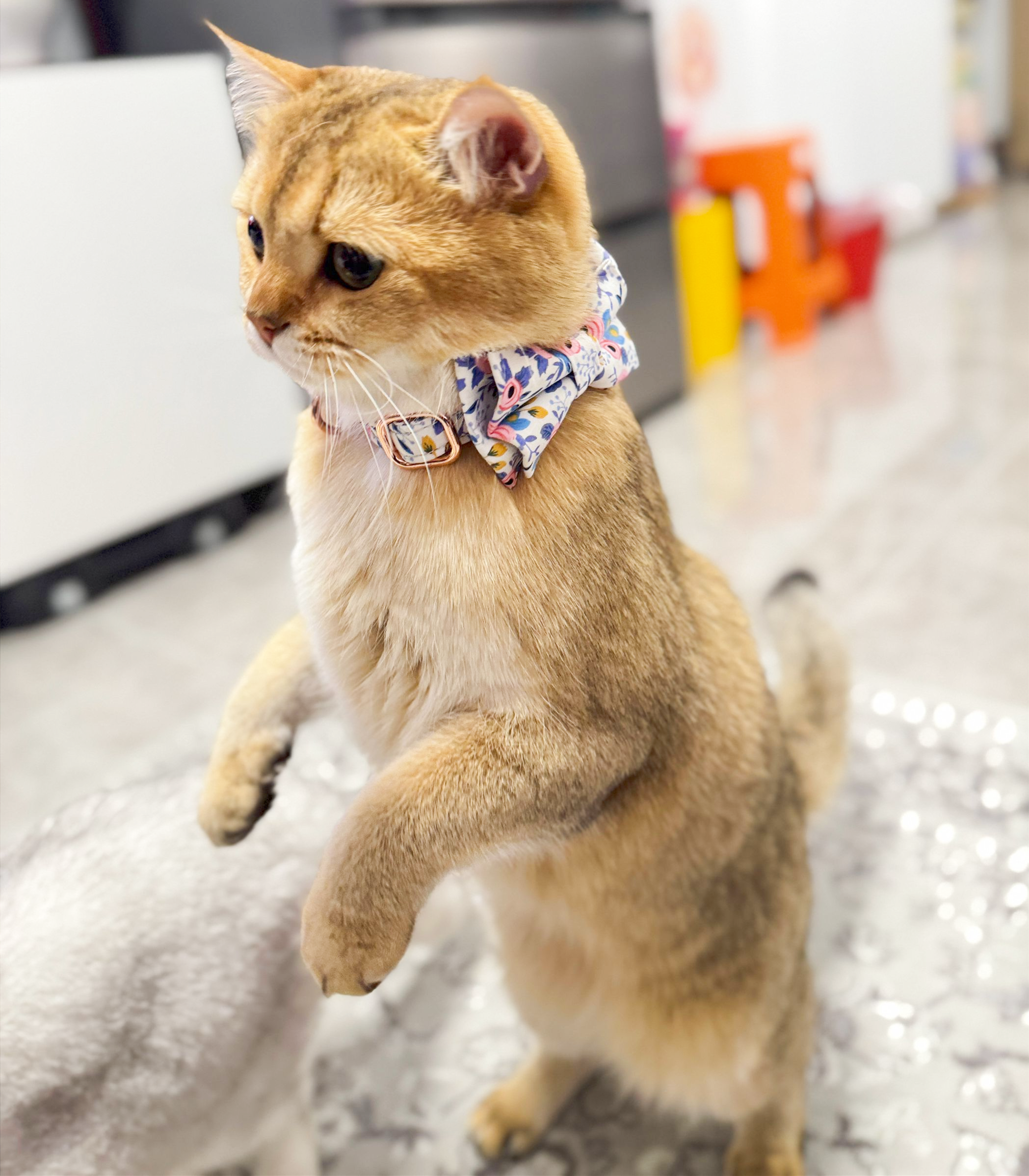 Luxury Cotton Cat Collar Leash Set – Elegance for Your Beloved Fur Companion/Blue